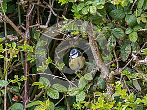 Blue Tit in Hedgerow in English countryside