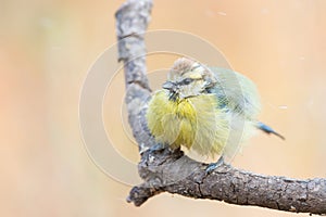 Blue Tit or herrerillo comun perched on a branch photo