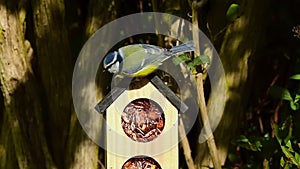 Blue tit hopping on bird feeder house rooftop to peck food