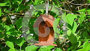 Blue tit hops on bird house to eat peanut food