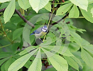 Blue tit among horse chestnut leaves