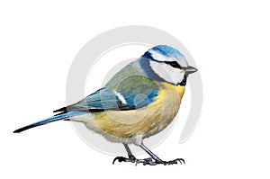 Blue tit isolated on white background