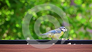 Blue tit lands to eat bird food. Bokeh nature background. Slow motion.