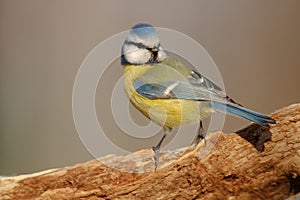 Blue tit is looking back