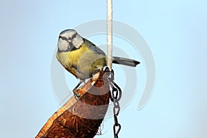 Blue tit looking at the camera