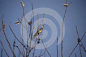 Blue Tit looking for food in the branches of a tree in Madrid