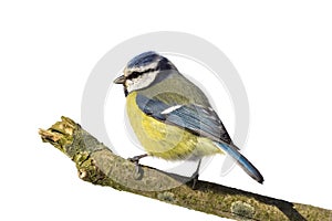 Blue tit looking left