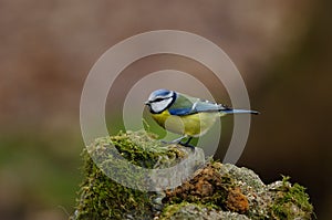 Blue tit