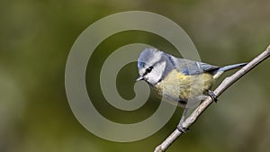 Blue Tit on Naked Branch