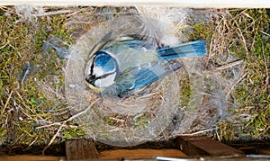 Blue Tit at nest box on eggs