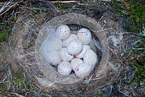 Blue tit nest with eggs