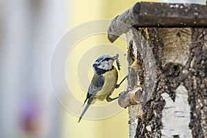 Blue Tit at a nesting box feeding its young with caterpillar