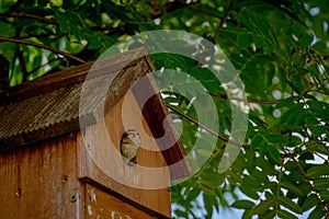 Blue tit nestling bird, cyanistes caeruleus, looking out from bird box about to fledge