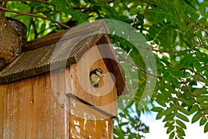 Blue tit nestling bird, cyanistes caeruleus, looking out from bird box about to fledge