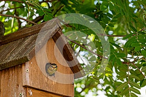 Blue tit nestling bird, cyanistes caeruleus, looking out from bird box about to fledge