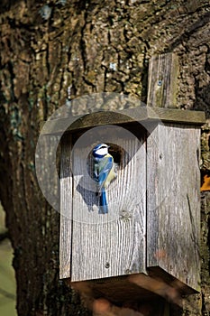 a blue tit nests in a bird house