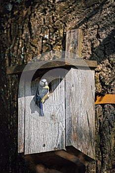 a blue tit nests in a bird house