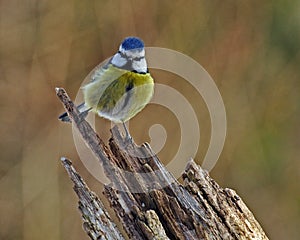 Blue tit on a old stump