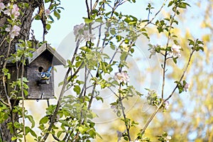 Blue Tit outside its birdbox on a blossom pink apple tree