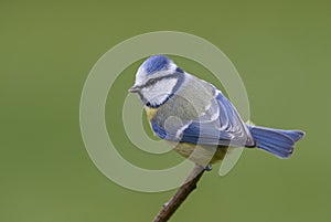 Blue Tit - Parus caeruleus