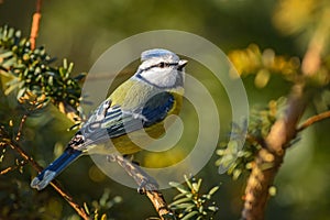 Blue Tit - Parus caeruleus