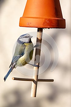 Blue Tit Parus caeruleus