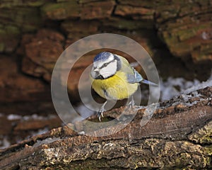 Blue Tit - Parus caeruleus