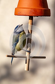 Blue Tit Parus caeruleus