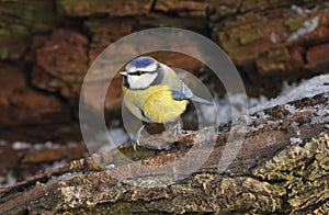 Blue Tit - Parus caeruleus