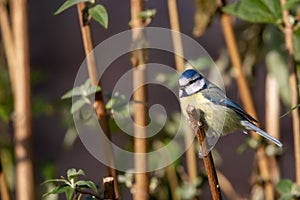 Blue Tit Parus caeruleus