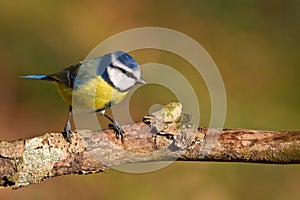 Blue tit, Parus caeruleus