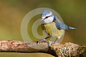 Blue tit, Parus caeruleus