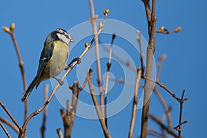 Blue tit (Parus caeruleus)