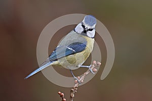 Blue tit, Parus caeruleus