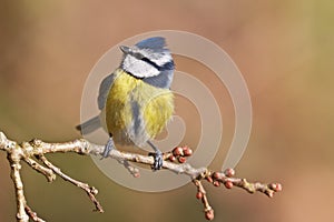 Blue tit, Parus caeruleus