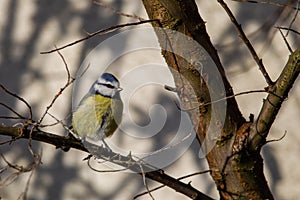 Blue Tit Parus caeruleus