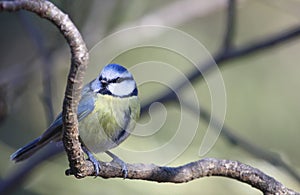 Blue Tit (Parus caeruleus)