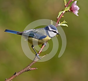 Blue tit, Parus caeruleus