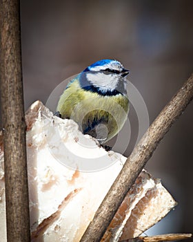 Blue tit, Parus caeruleus