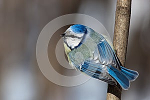 Blue tit, Parus caeruleus photo