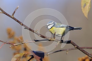 Blue tit, parus caeruleus photo