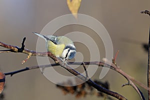 Blue tit, parus caeruleus