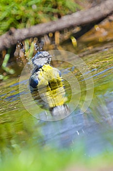 Blue Tit, Parus caeruleus