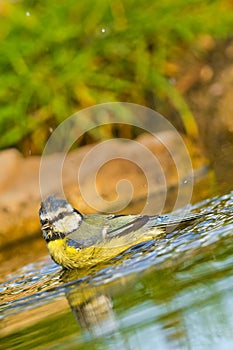 Blue Tit, Parus caeruleus