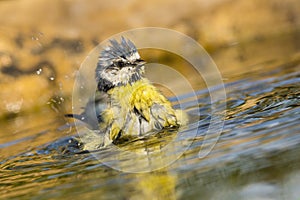 Blue Tit, Parus caeruleus