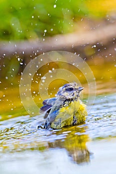 Blue Tit, Parus caeruleus