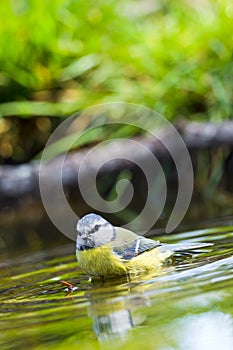 Blue Tit, Parus caeruleus