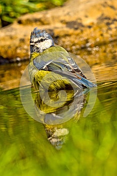 Blue Tit, Parus caeruleus