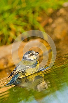 Blue Tit, Parus caeruleus