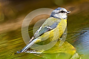 Blue Tit, Parus caeruleus